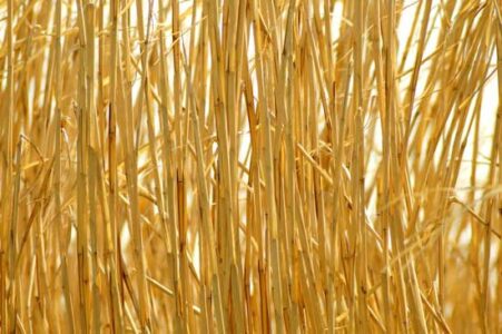 What is Light Straw Clay? Image
